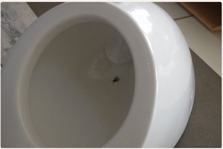 Писсуар подвесной Laufen Alessi 8.4097.5.400.000.1 белый, скрытый подвод воды