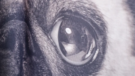 Шторка для ванной Fixsen Dogs FX-2504, без колец